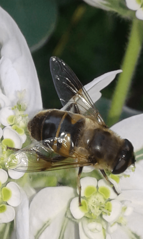 Syrphidae : Eristalis tenax (femmina)? S